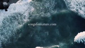 Songs for Nature album